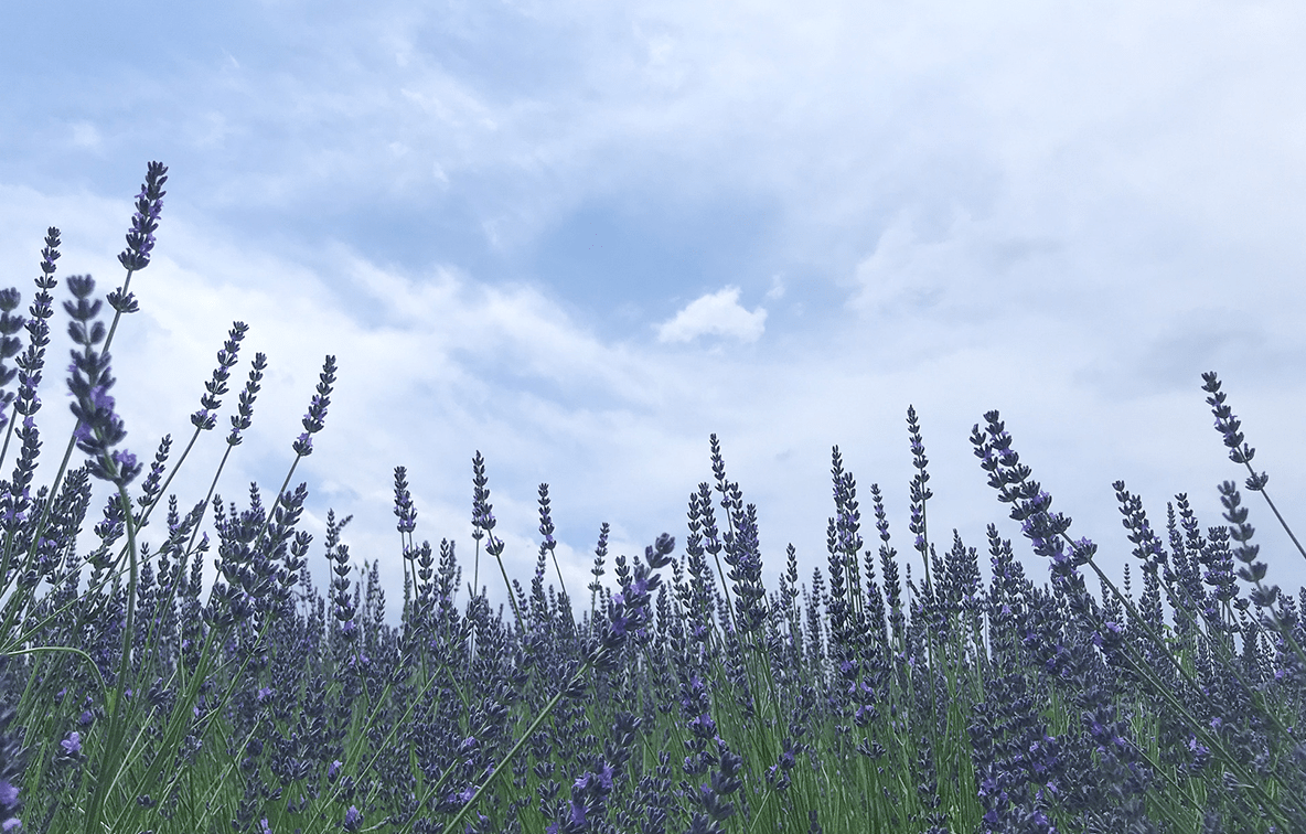 2018 lavender park